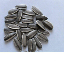 Diferentes tipos de sementes de girassol ficam bem com sementes de girassol rosa